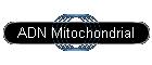 ADN Mitochondrial