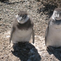 Puerto Madryn - Patagonie