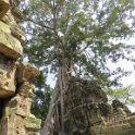 Ta Prohm qui fût le plus vaste temple dAngkor, aujourdhui livré à la jungle