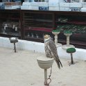 Souk Falcon, dédié uniquement au marchandage de faucons