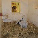 Écurie de luxe de coursiers arabes