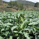 Route vers Dalat