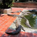 Diner dans une ferme de crocodile