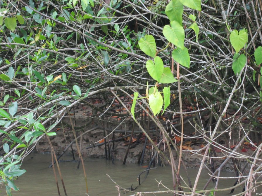 Tournée sur un bateau de rivière