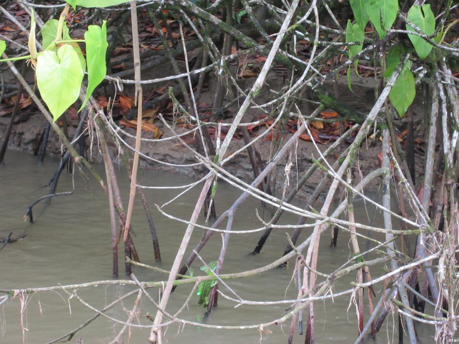 Tournée sur un bateau de rivière