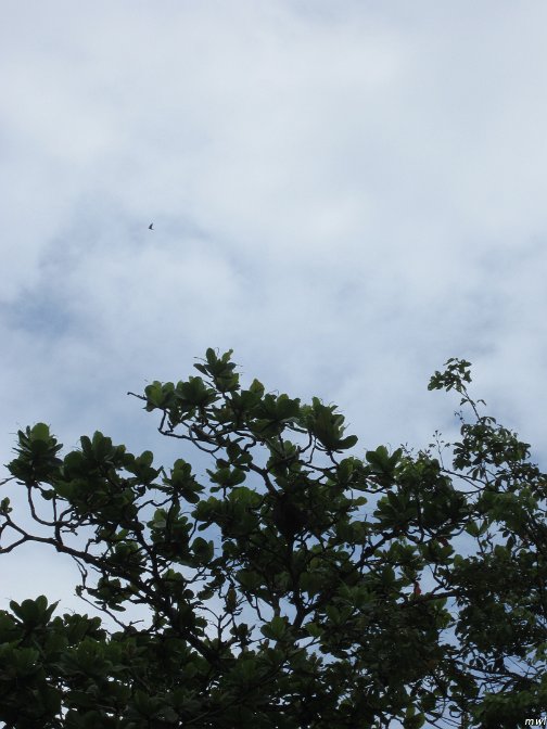 un paresseux dans l'arbre