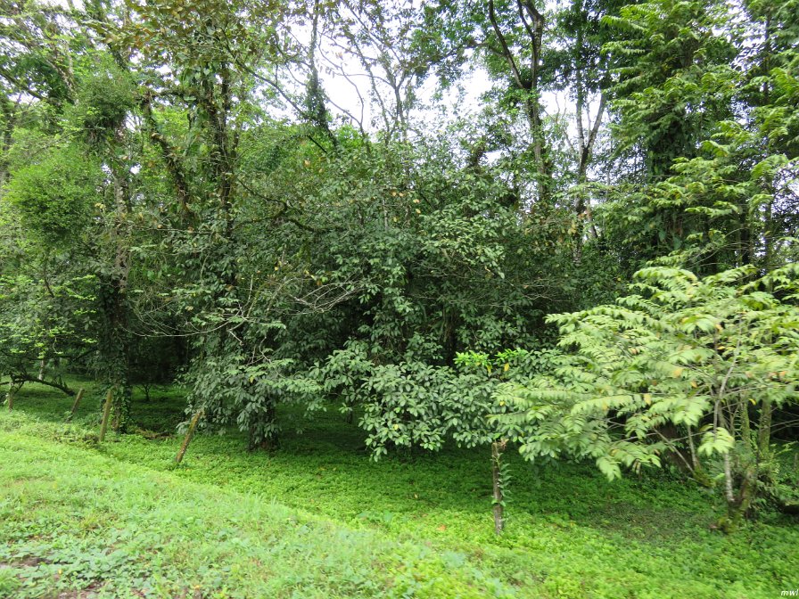 Visite écotouristique de Pueto Limon