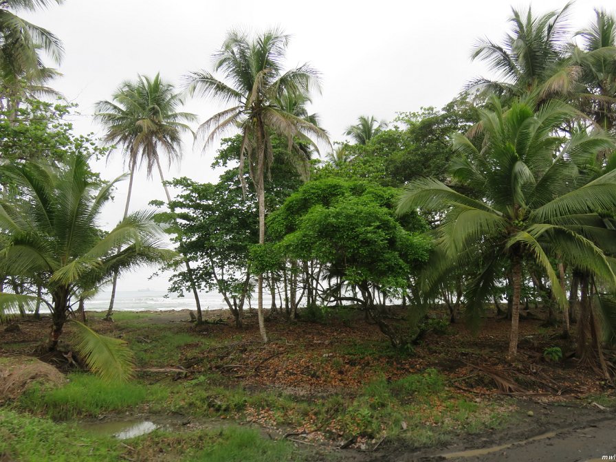 À travers la forêt tropicale en train antique