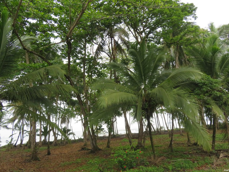 À travers la forêt tropicale en train antique