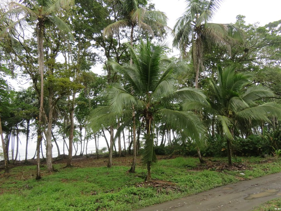 À travers la forêt tropicale en train antique