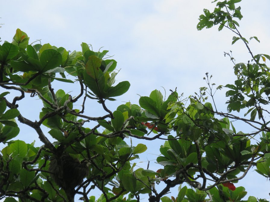 un paresseux dans l'arbre