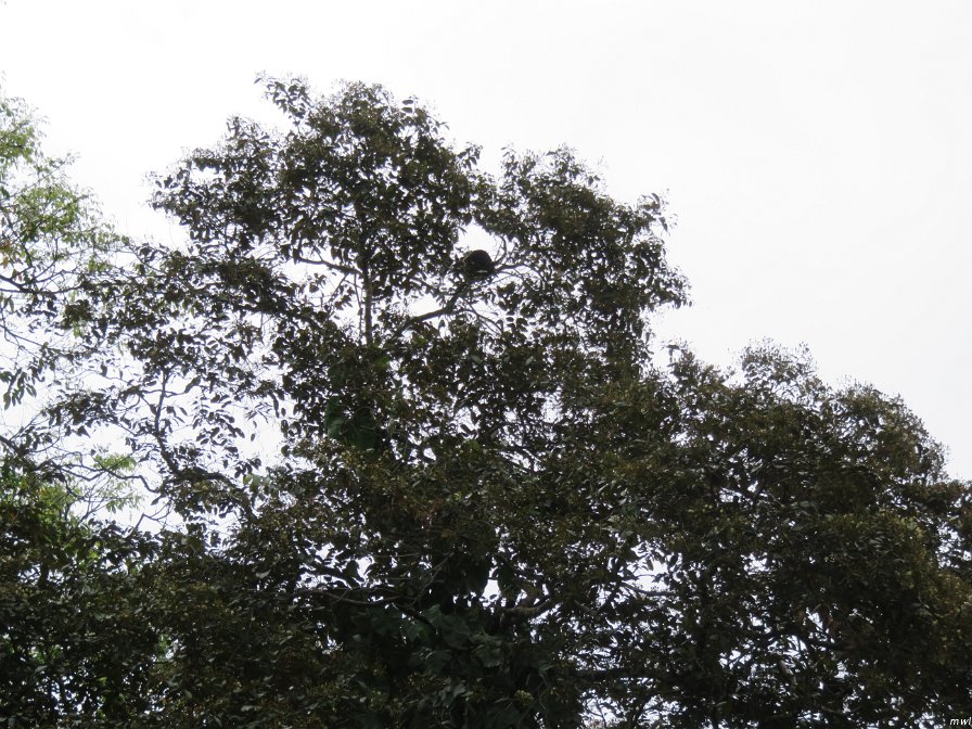 un paresseux dans l'arbre