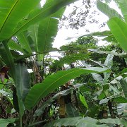 Visite écotouristique de Pueto Limon