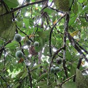 un paresseux dans l'arbre