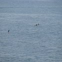 Randonnée le long de la côte