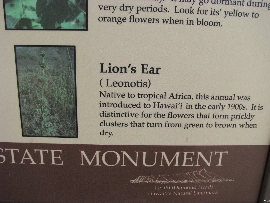Visite du cratère Diamond Head