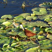 Jacana à poitrine dorée