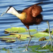 Jacana à poitrine dorée