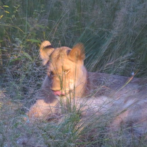 Safari dans le Karongwe