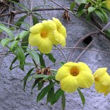 Visite du Eden Project près de St Austell