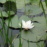 Powerscourt Estate, Waterfall and Nature Walk