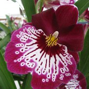 Visite de l'île d'Hawaii