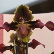 Visite de l'île d'Hawaii