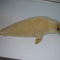 IMG 0962