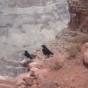 Grand Canyon et rivière Colorado