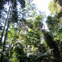 Notre première randonnée dans la jungle vers la lagune des caïmans