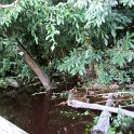 Notre première randonnée dans la jungle vers la lagune des caïmans