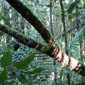 Longue marche dans la jungle jusqu