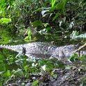 Notre première randonnée dans la jungle vers la lagune des caïmans