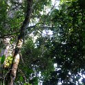 Longue marche dans la jungle jusqu