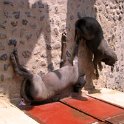 Chan Chan ancienne capitale de la civilisation Chimu
